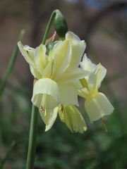 Narcissus triandrus triandrus