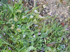 Biserrula pelecinus