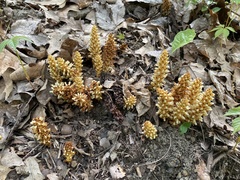 Conopholis americana