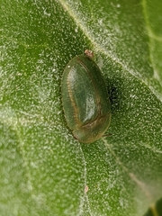 Cassida deflorata
