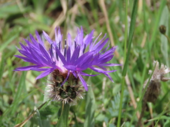 Centaurea graminifolia