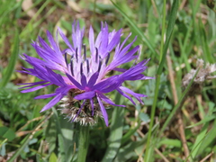 Centaurea graminifolia