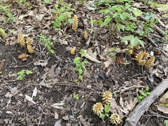 Conopholis americana