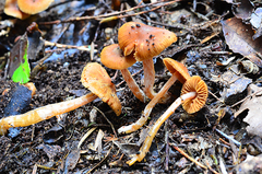 Cortinarius waiporianus