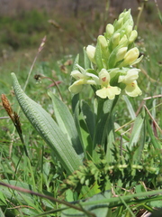 Dactylorhiza insularis