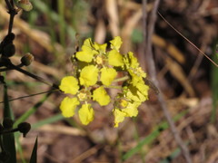 Banisteriopsis anisandra