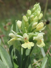 Dactylorhiza insularis