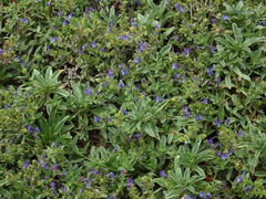 Echium rosulatum davaei