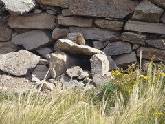 Galea musteloides