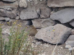 Galea musteloides