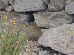 Galea musteloides