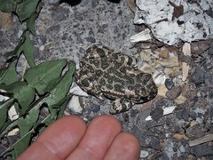 Bufotes viridis viridis