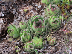 Sempervivum vicentei