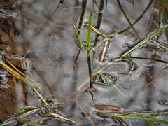 Pelophylax