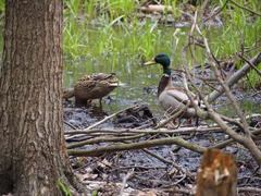 Anas platyrhynchos