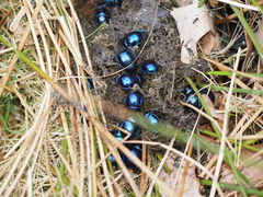 Trypocopris vernalis