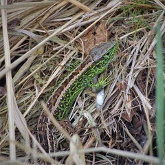 Lacerta agilis
