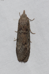 Lamoria eumeces