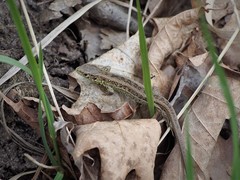 Lacerta agilis
