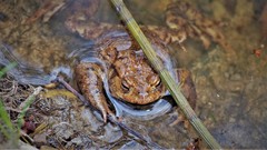 Bufo bufo