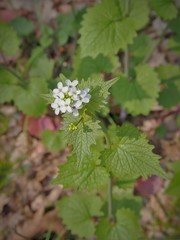 Alliaria petiolata