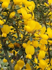 Calicotome spinosa