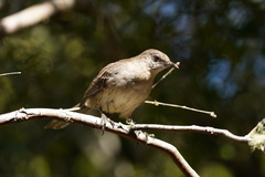 Mimus graysoni
