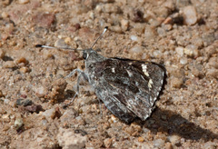 Agathymus evansi