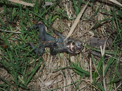 Bufotes viridis viridis