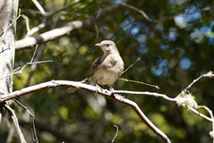 Mimus graysoni