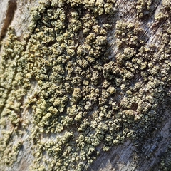 Lecanora varia