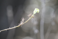 Triumfetta socorrensis