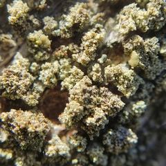 Lecanora varia