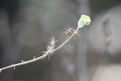 Triumfetta socorrensis