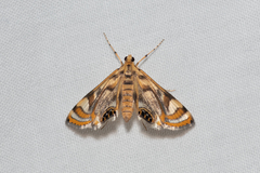 Margarosticha repetitalis