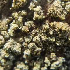 Lecanora varia