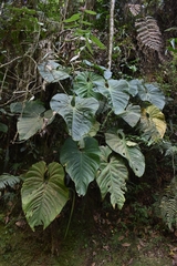 Anthurium angelopolisense