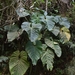 Anthurium angelopolisense - Photo 由 Daniel Higuita Tamayo 所上傳的 (c) Daniel Higuita Tamayo，保留部份權利CC BY-NC