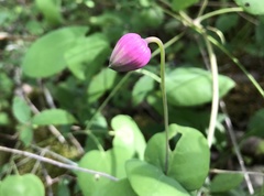 Clematis glaucophylla