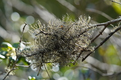 Heterodermia lutescens