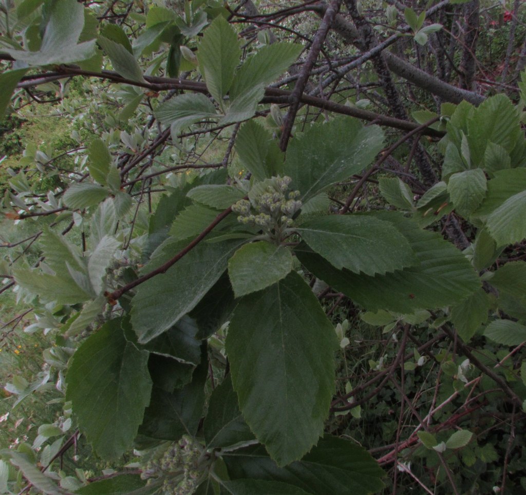 Bristol Whitebeam