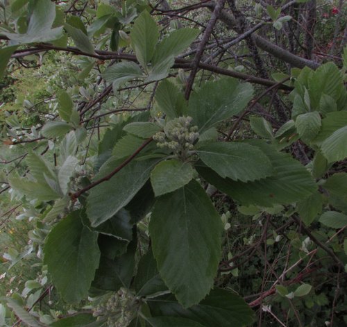 Bristol Whitebeam (Karpatiosorbus bristoliensis)