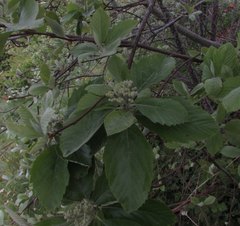 Karpatiosorbus bristoliensis