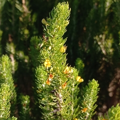 Aspalathus sanguinea