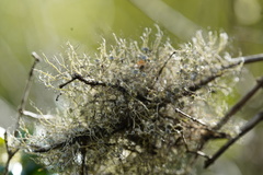 Heterodermia lutescens