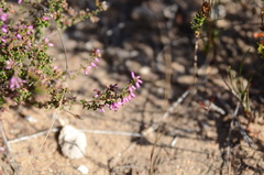 Erica vernicosa