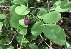 Clematis glaucophylla