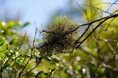 Heterodermia lutescens