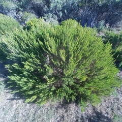 Aspalathus sanguinea