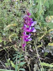 Vicia villosa